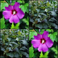 Hibiscus Mixed x 6 Plants 3 Types/Colors Rose of Sharon China Deciduous Shrubs Flowering syriacus plants Althea Cottage Garden Flowers